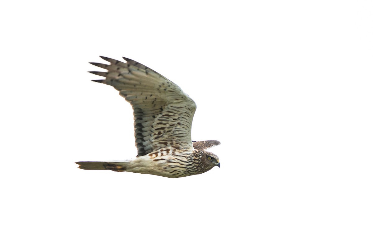 image Swamp Harrier